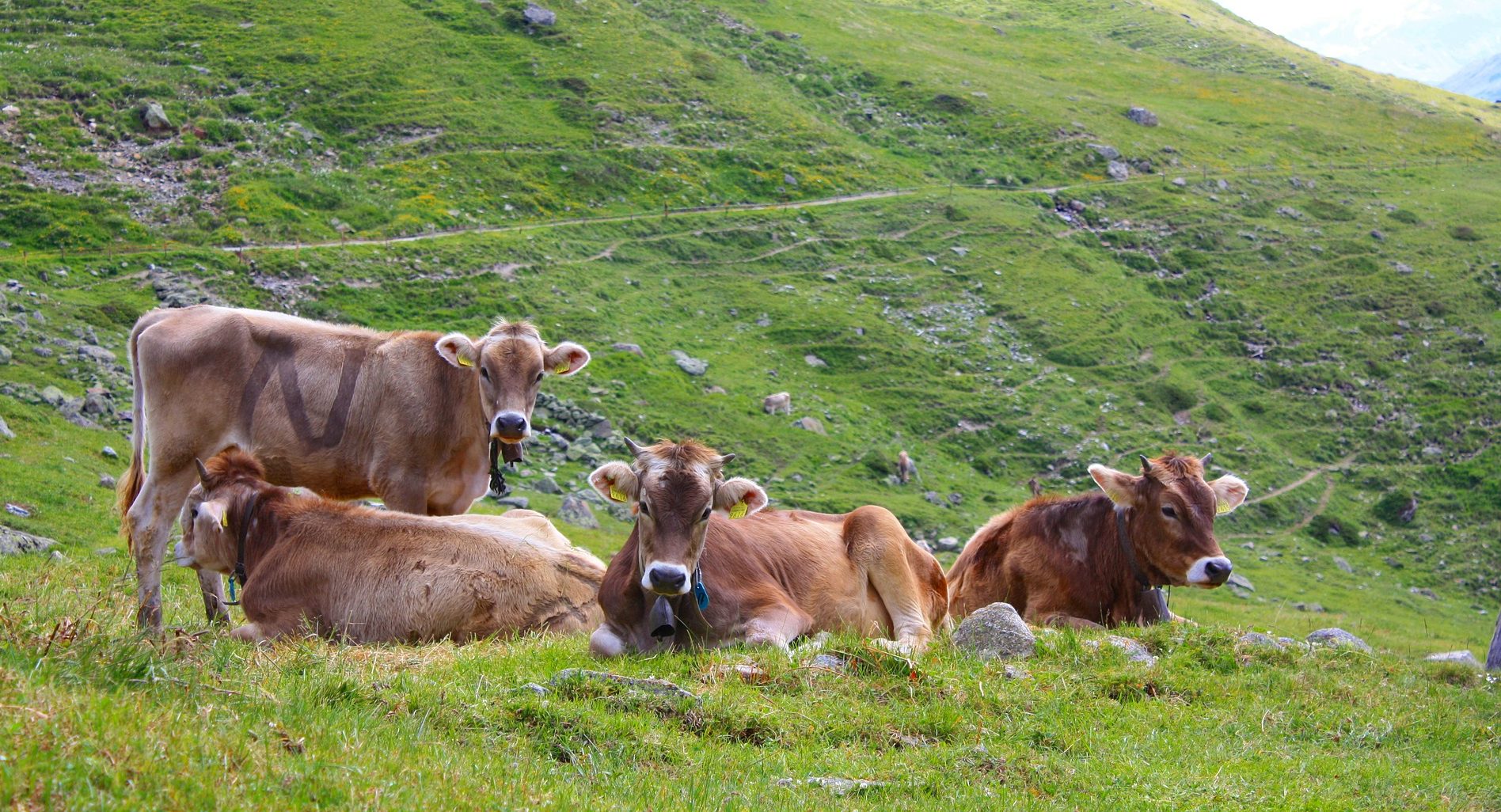 “Governar bestiame. Storie di uomini e animali”